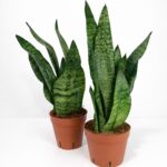 Sansevieria Zeylanica