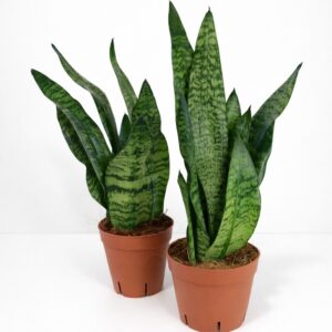 Sansevieria Zeylanica