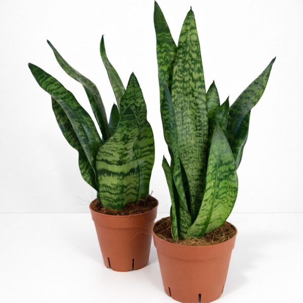 Sansevieria Zeylanica