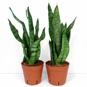 Sansevieria Zeylanica