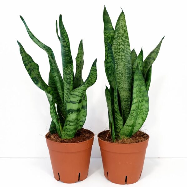 Sansevieria Zeylanica