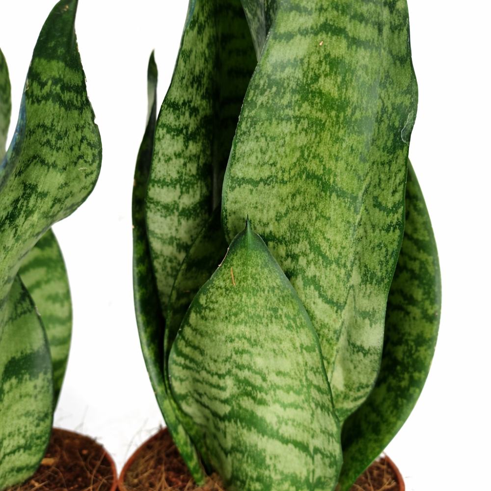 Sansevieria Zeylanica