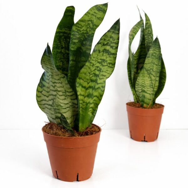 Sansevieria Zeylanica