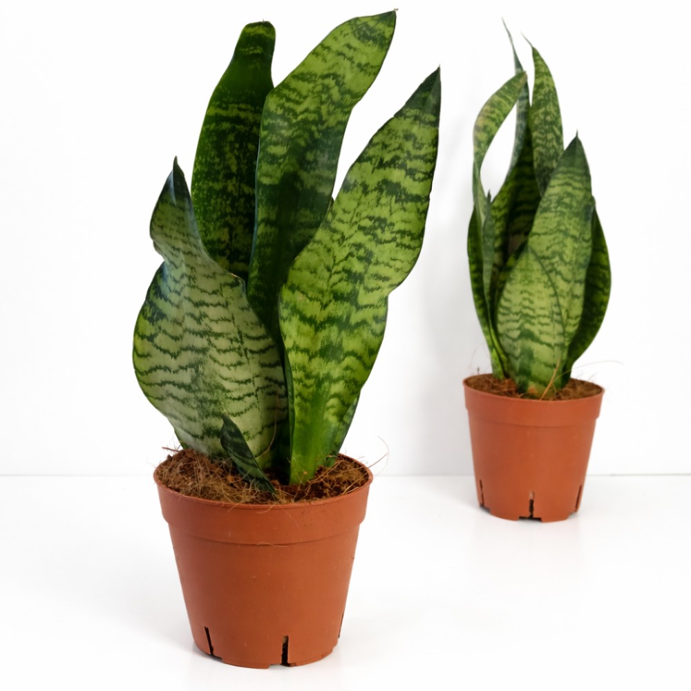 Sansevieria Zeylanica