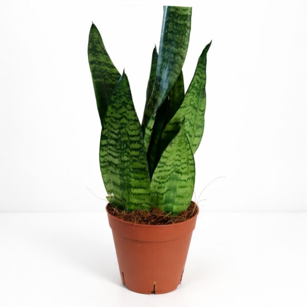 Sansevieria Zeylanica