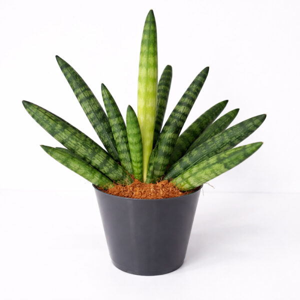 Sansevieria-cylindrica-Boncel