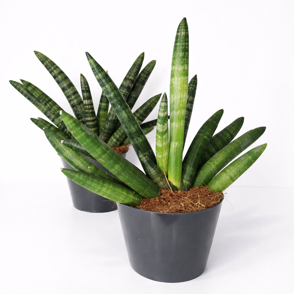Sansevieria-cylindrica-Boncel