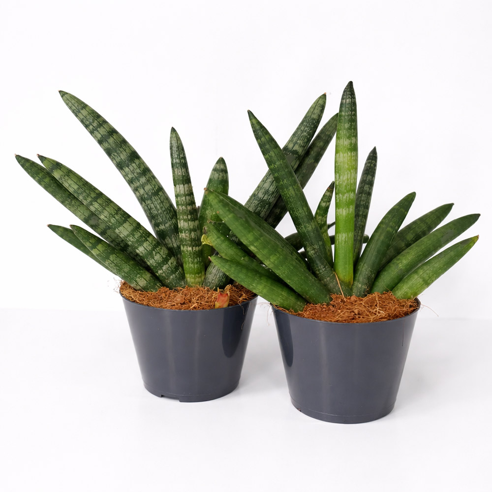 Sansevieria-cylindrica-Boncel