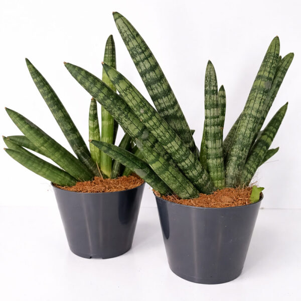Sansevieria-cylindrica-Boncel