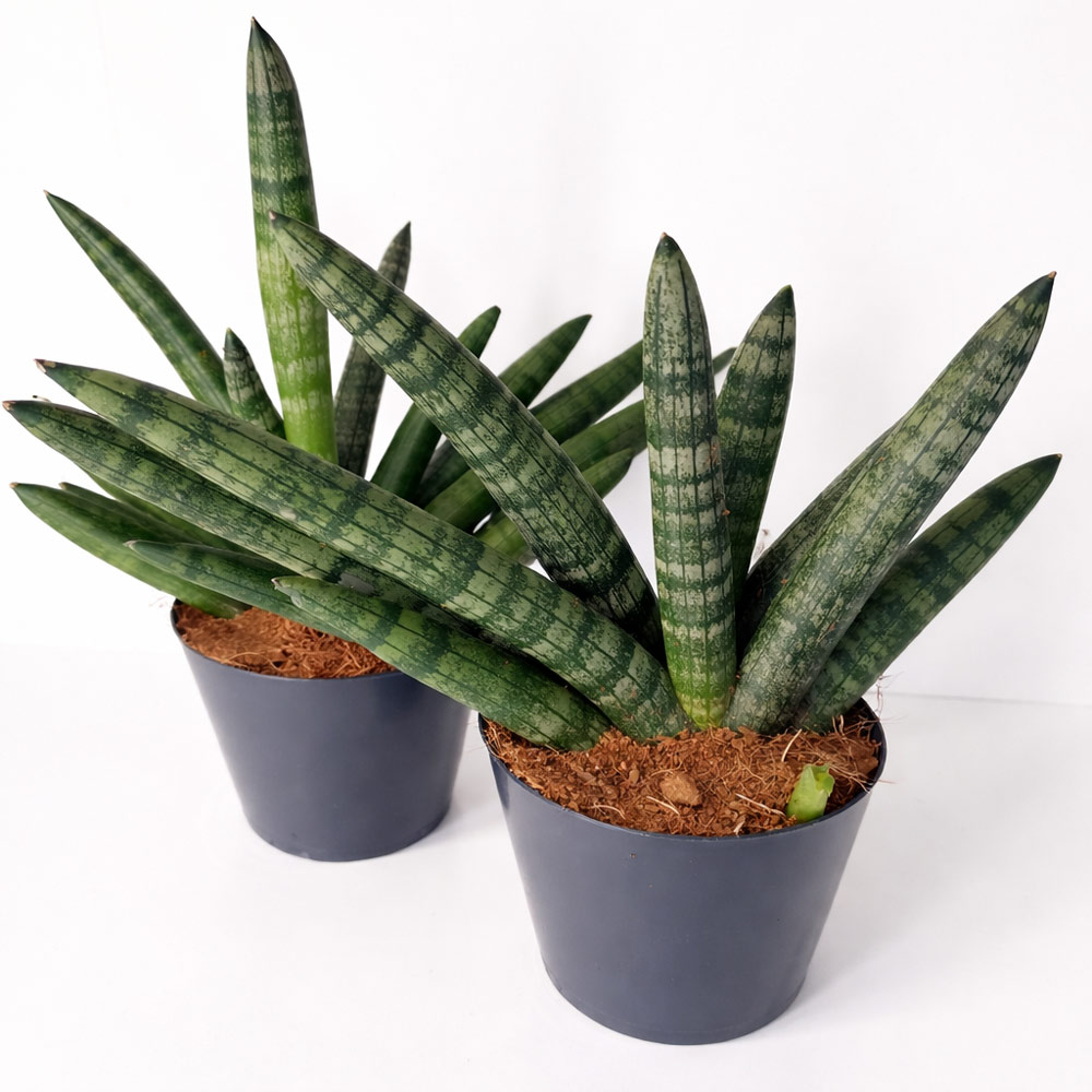 Sansevieria-cylindrica-Boncel