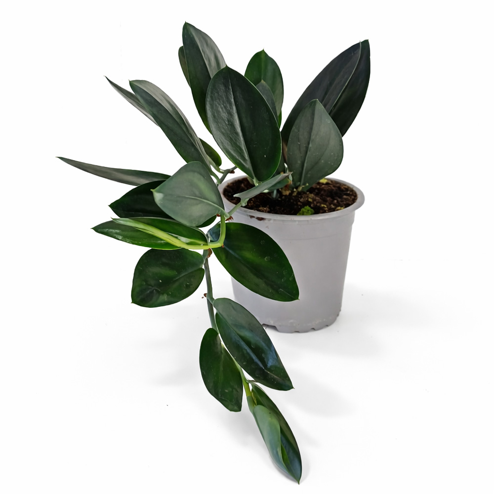 Scindapsus-Dark-Form