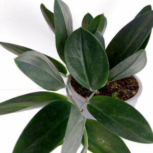 Scindapsus-Dark-Form