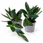 Scindapsus-Dark-Form