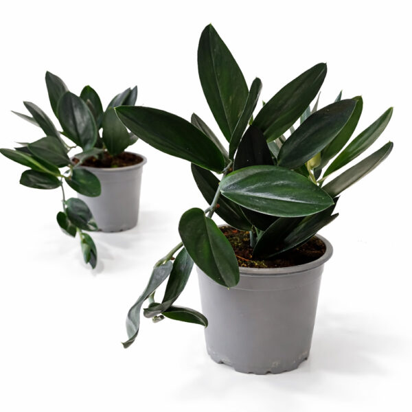 Scindapsus-Dark-Form