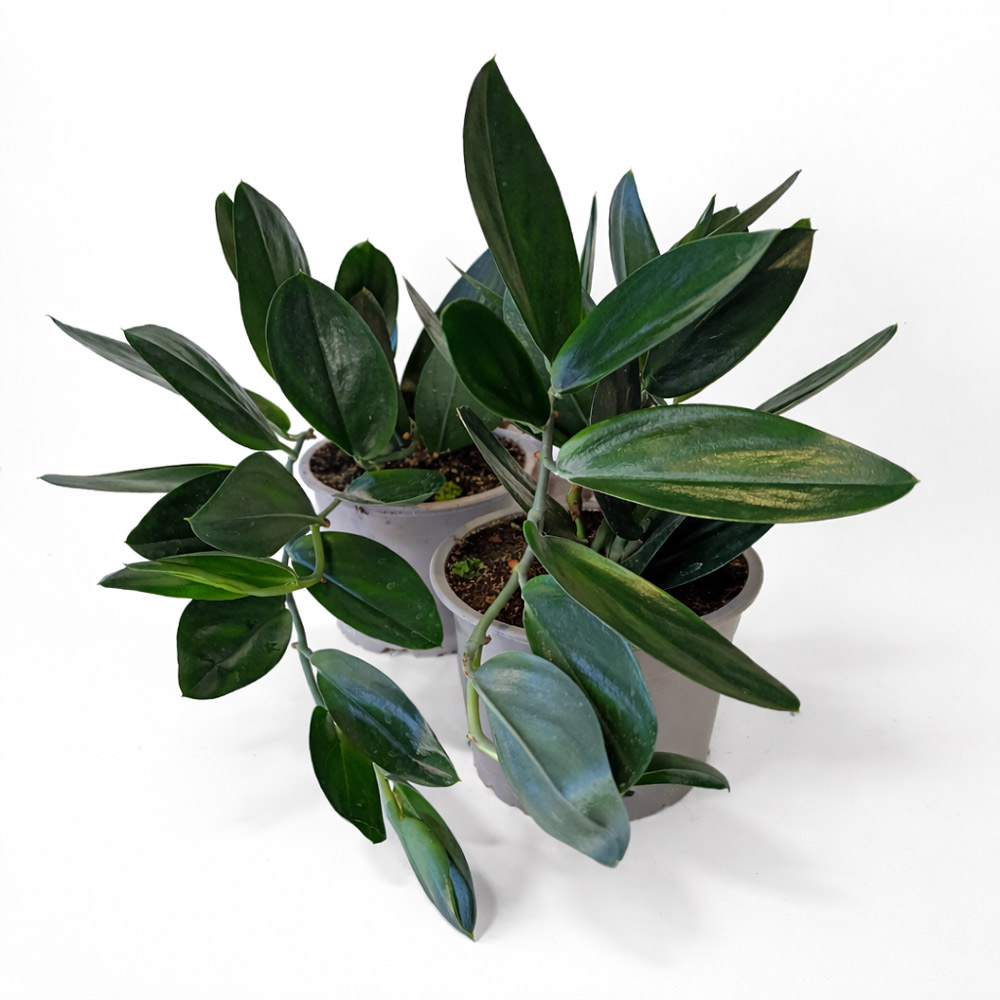 Scindapsus-Dark-Form