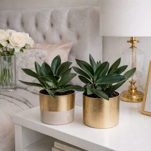 Scindapsus dark Form