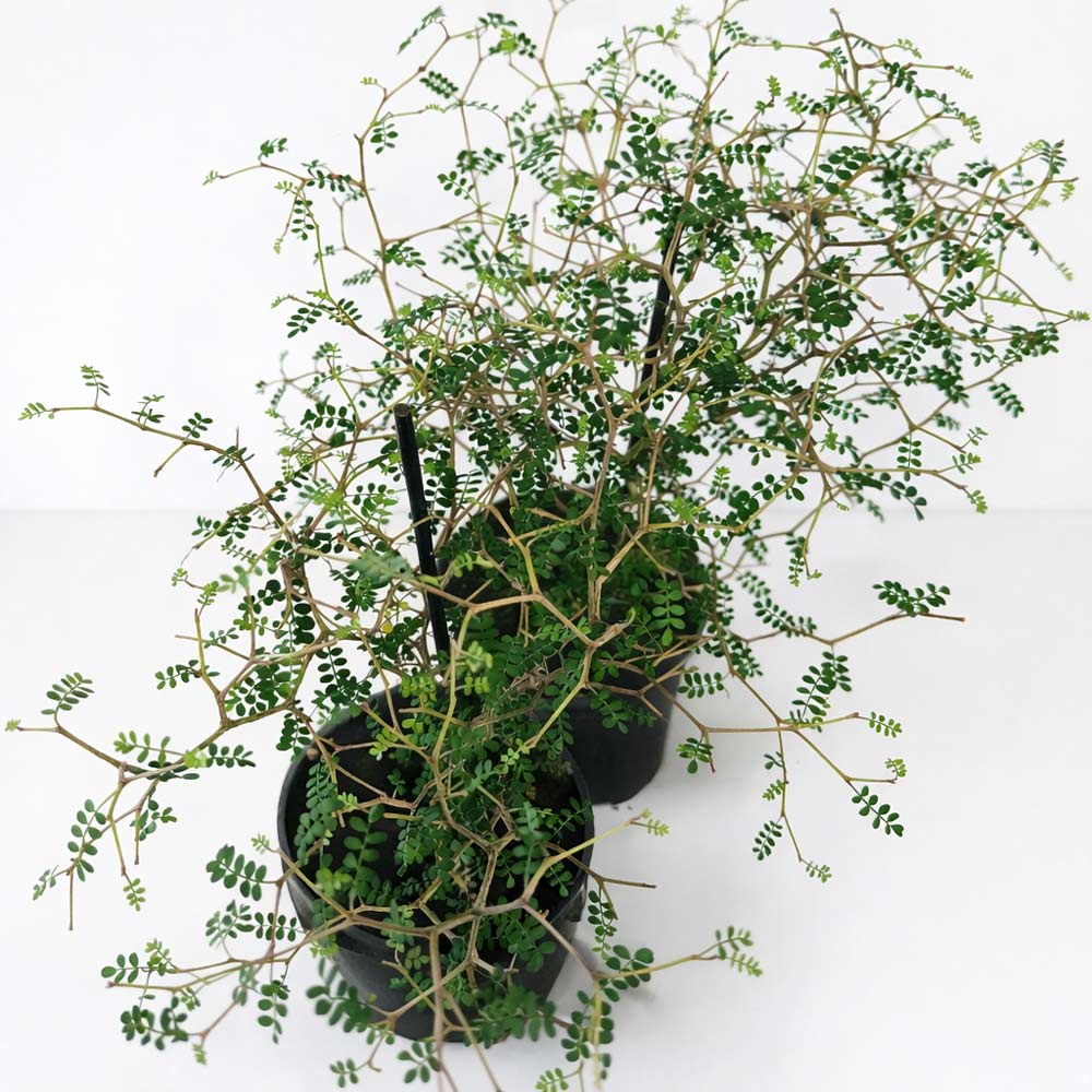 Sophora-Prostrata1