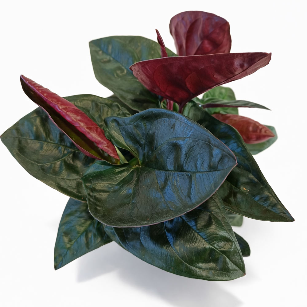 Syngonium-Red-Arrow