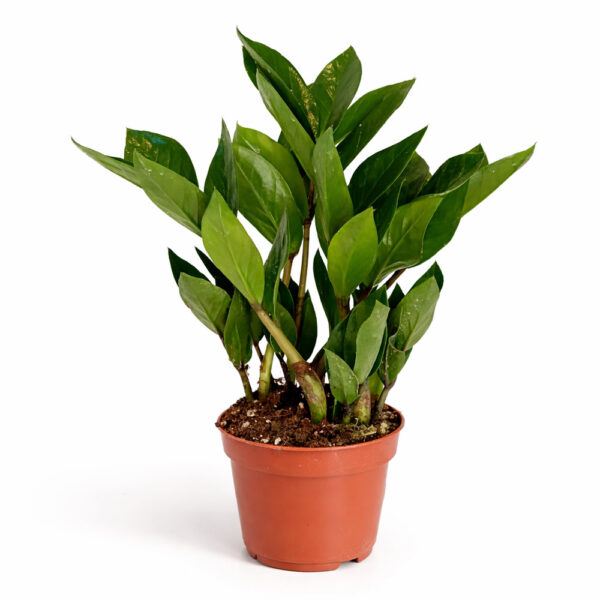 Zamioculcas-Zamiifolia