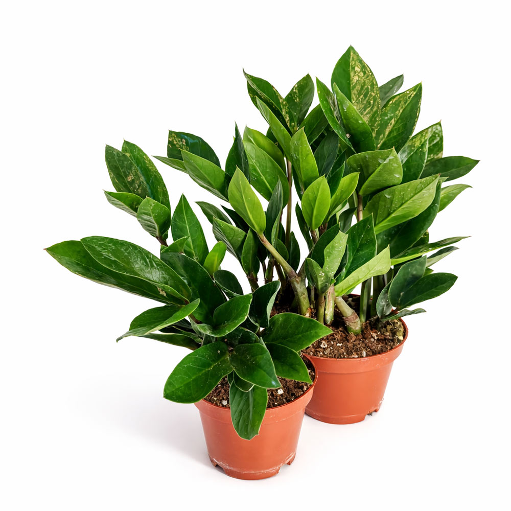 Zamioculcas-Zamiifolia