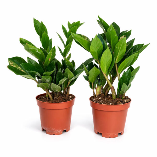 Zamioculcas-Zamiifolia