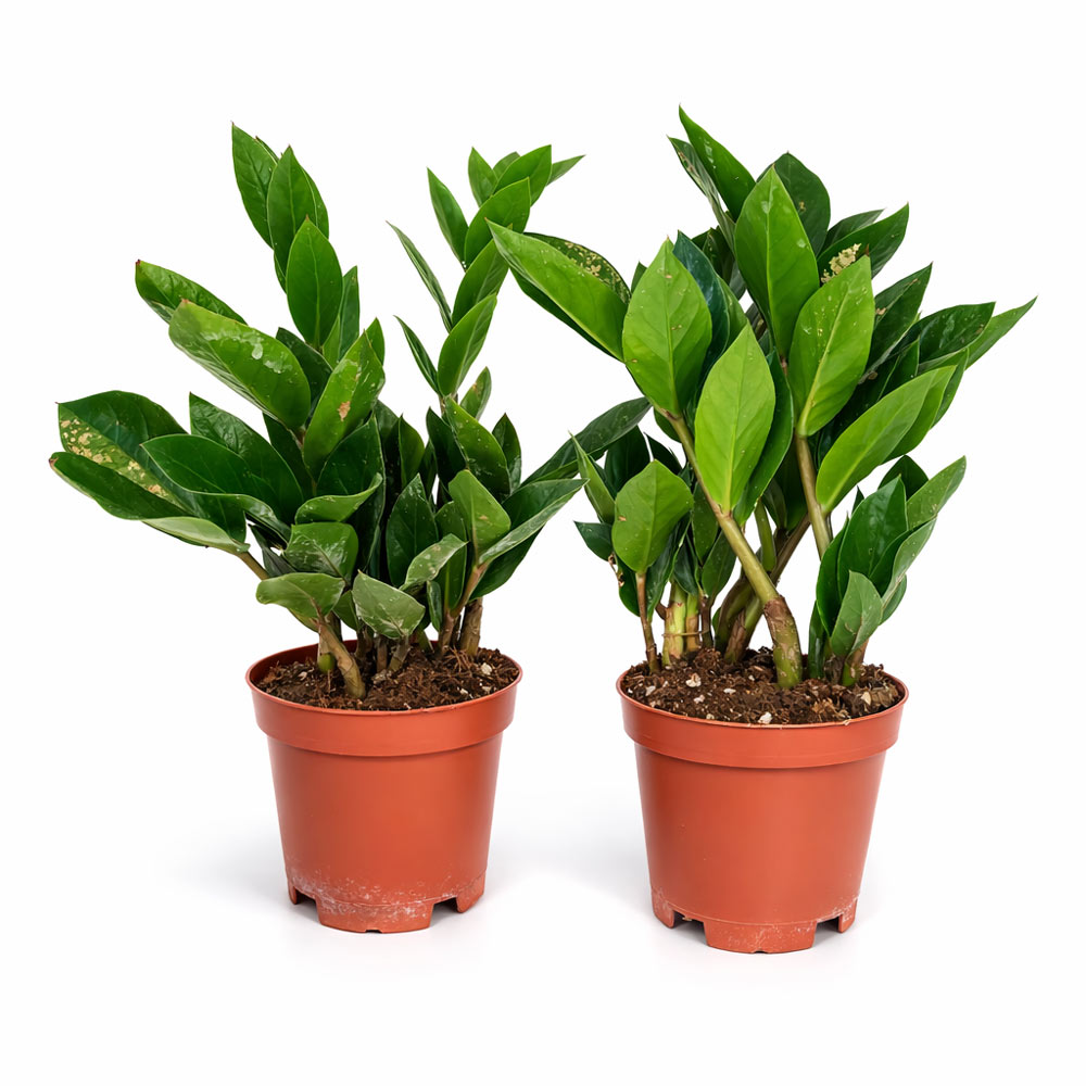 Zamioculcas-Zamiifolia