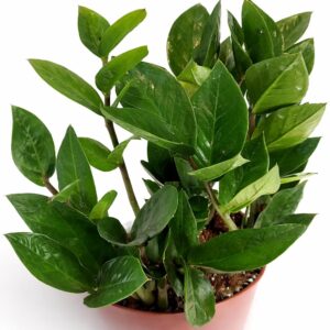 Zamioculcas-Zamiifolia