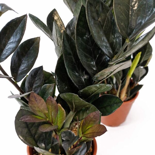 Zamioculcas zamiifolia Raven