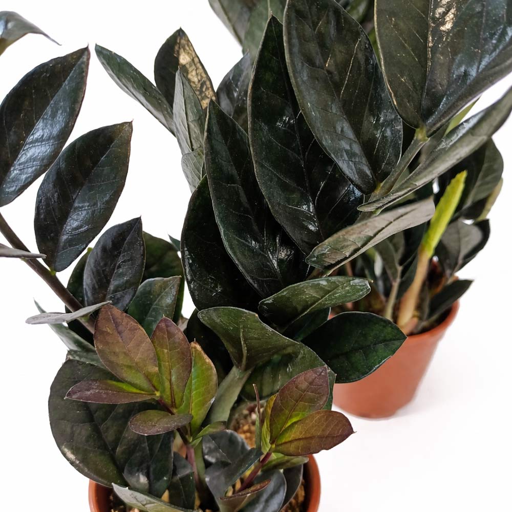 Zamioculcas-zamiifolia-Raven