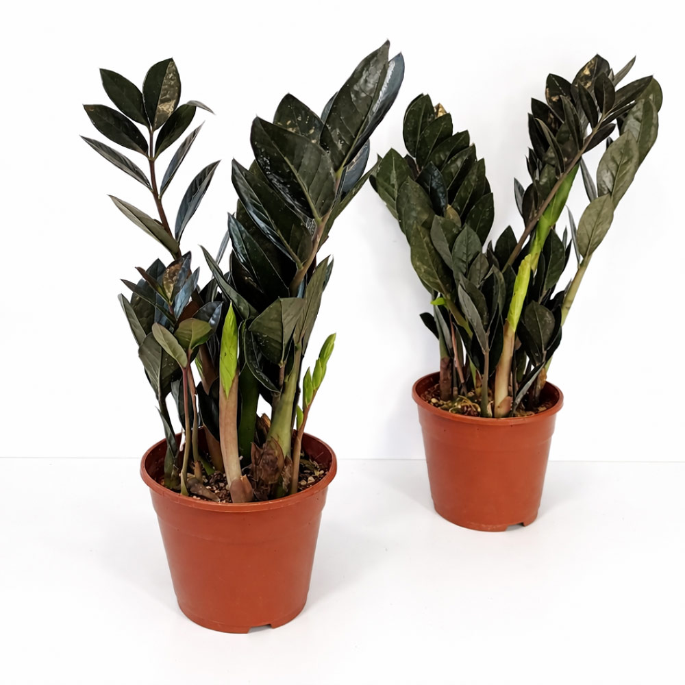 Zamioculcas zamiifolia Raven