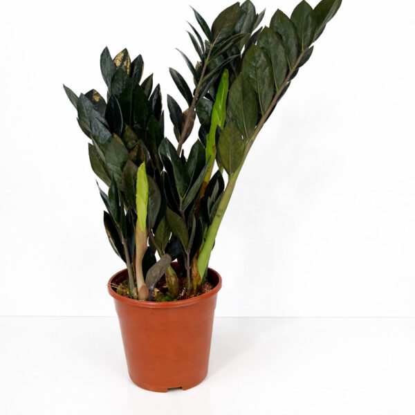 Zamioculcas zamiifolia Raven