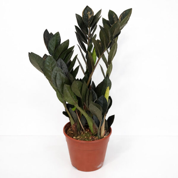 Zamioculcas zamiifolia Raven