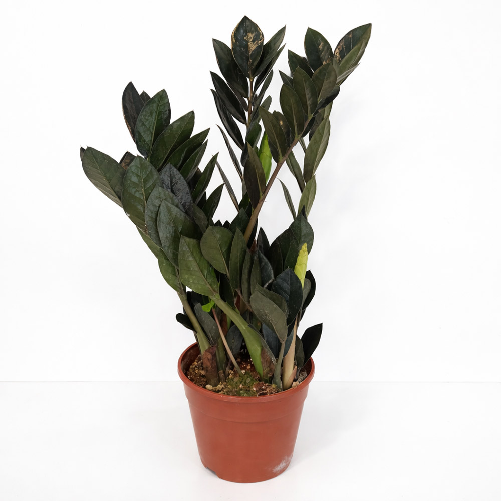 Zamioculcas-zamiifolia-Raven5