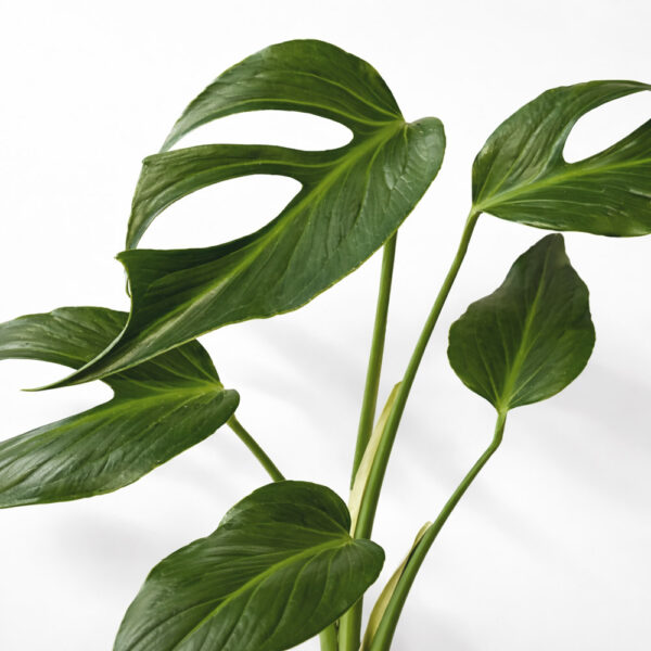 Monstera Burle Marx Flame