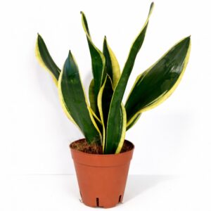 sansevieria black gold