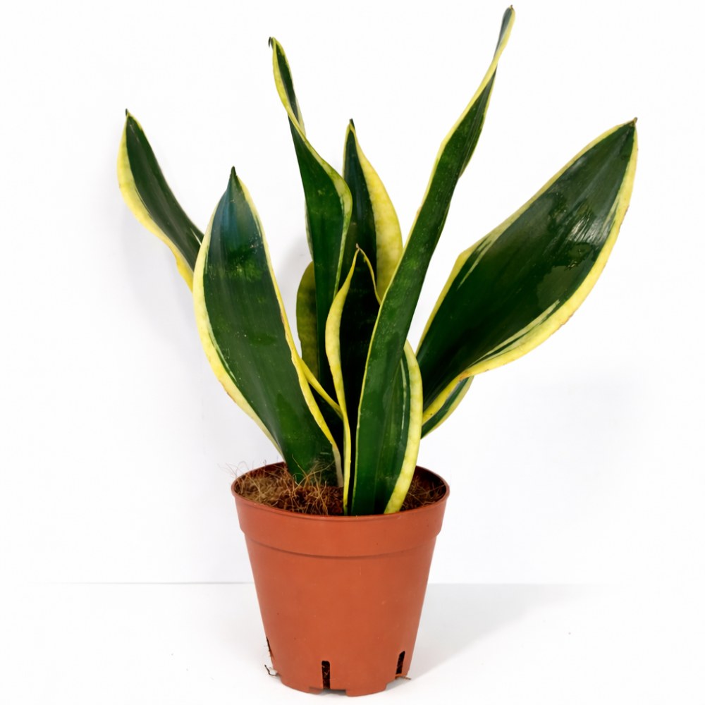 sansevieria black gold