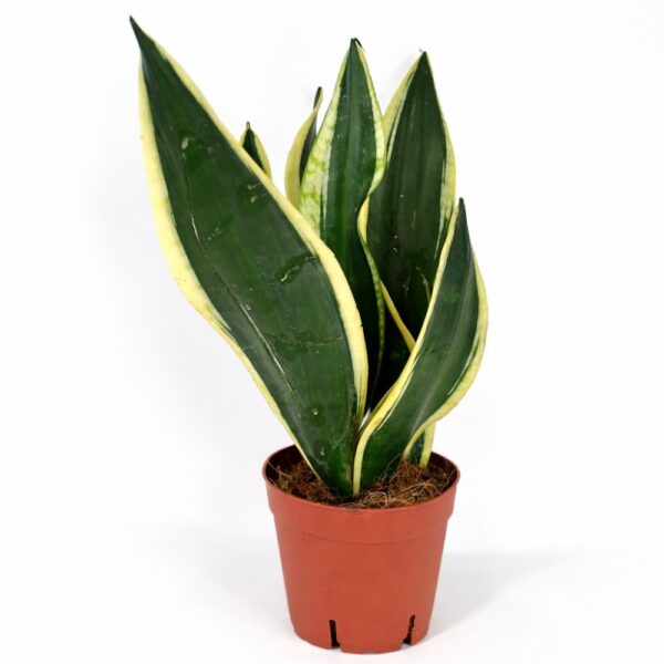 sansevieria black gold
