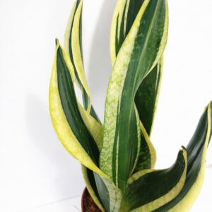 sansevieria black gold