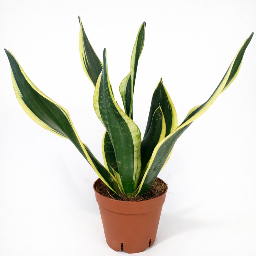 sansevieria black gold