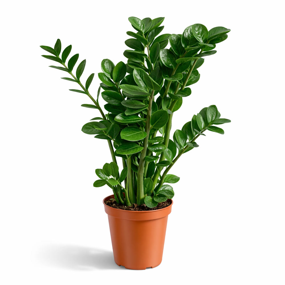 Zamioculcas Midori