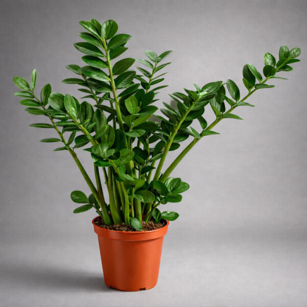 Zamioculcas Midori