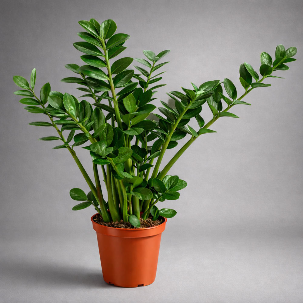 Zamioculcas Midori