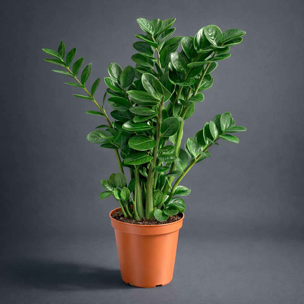 Zamioculcas Midori