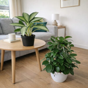 Zestaw hoya+aglaonema