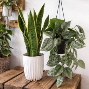 Zestaw Sansevieria + Scindapsus
