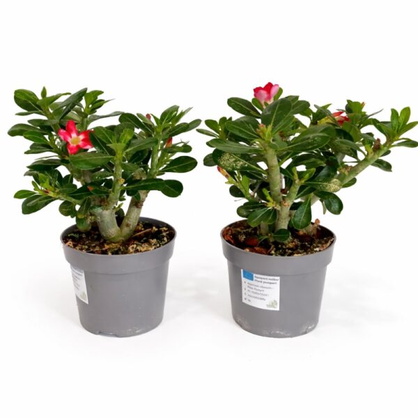 Adenium obesum – Róża Pustyni