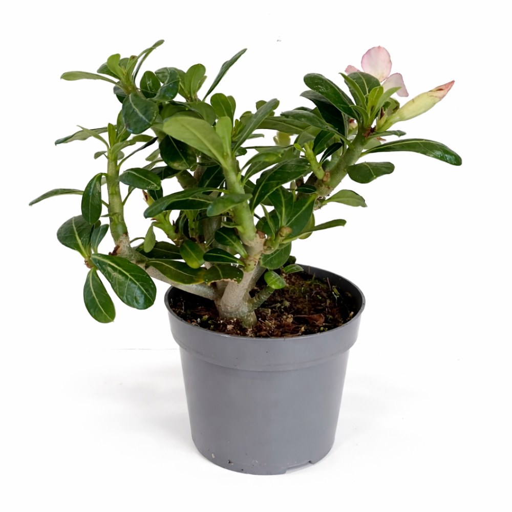 Adenium obesum – Róża Pustyni