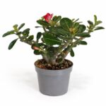 Adenium obesum – Róża Pustyni