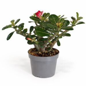 Adenium obesum – Róża Pustyni