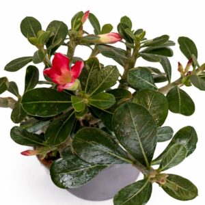 Adenium obesum – Róża Pustyni